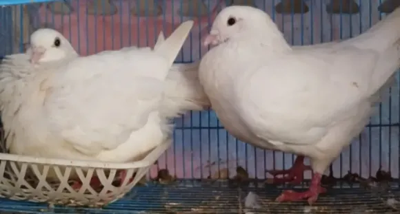 Phân Biệt Gà Ai Cập Vằn Và Gà Ai Cập Trắng