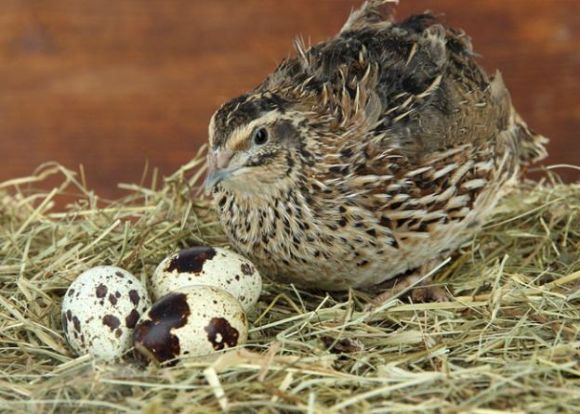 Kỹ thuật Chăn nuôi