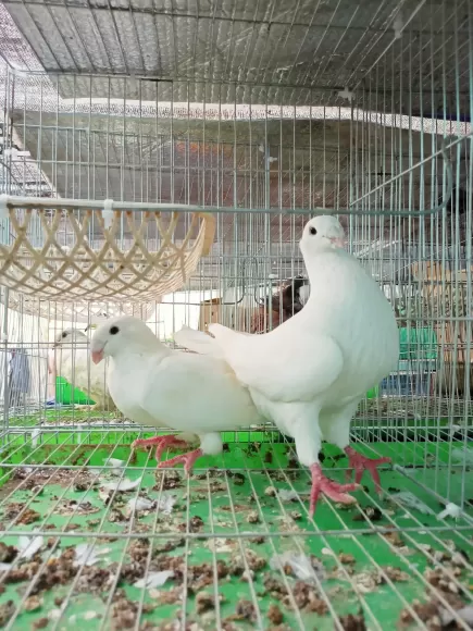 Kỹ thuật nuôi gà Kỳ Lân kiểng tại nhà – Dễ hay khó?