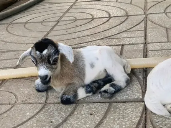 Con giống Gia súc