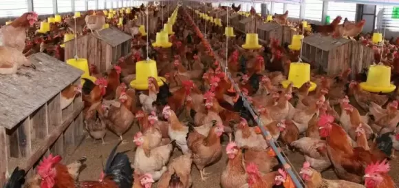 Mô hình nuôi ngỗng kết hợp làm cảnh, giữ nhà và phong thủy