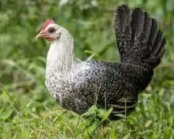 Con giống Gia cầm