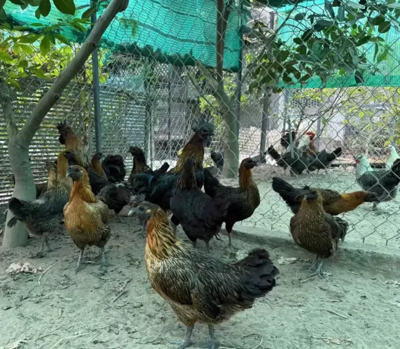 Kỹ thuật Chăn nuôi