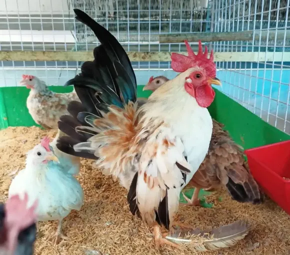 Cách chọn gà sao giống khỏe mạnh, ít bệnh, nuôi hiệu quả