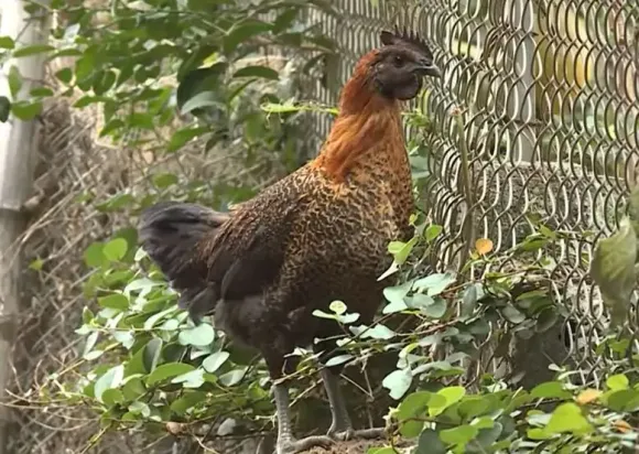 Kỹ thuật Chăn nuôi