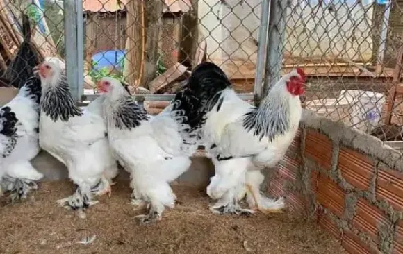 Kỹ thuật Chăn nuôi