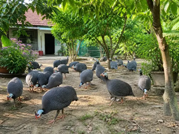 TRI THỨC NHÀ NÔNG