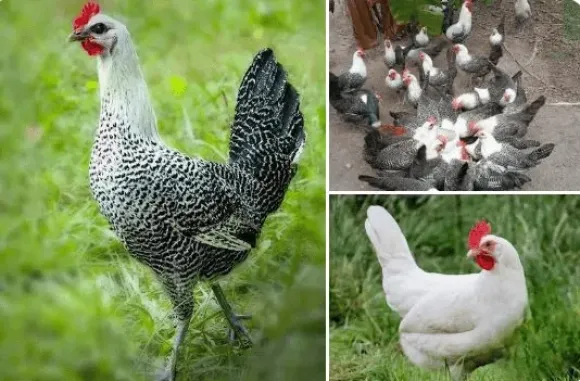 Chia sẻ kinh nghiệm