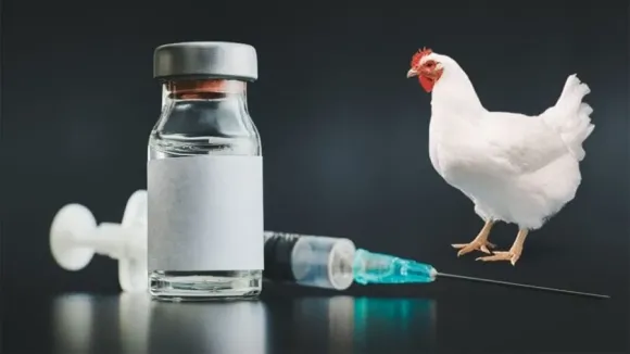 Lông ngỗng dùng để làm gì?