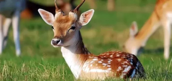 Kỹ thuật nuôi gà Kỳ Lân kiểng tại nhà – Dễ hay khó?