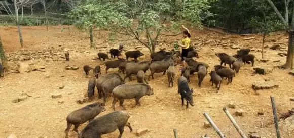 Mô hình nuôi ngỗng kết hợp làm cảnh, giữ nhà và phong thủy