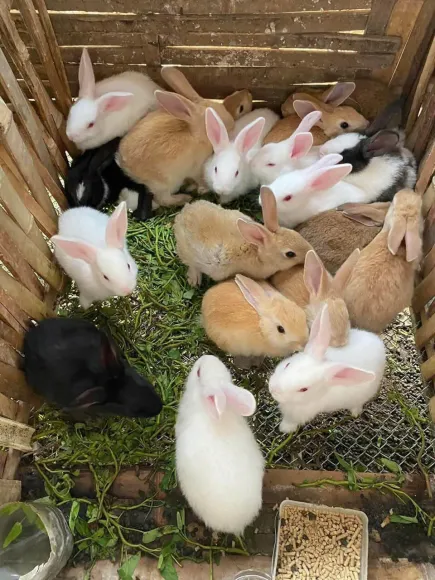 Kỹ thuật Chăn nuôi