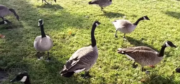 Mô hình nuôi ngỗng kết hợp làm cảnh, giữ nhà và phong thủy