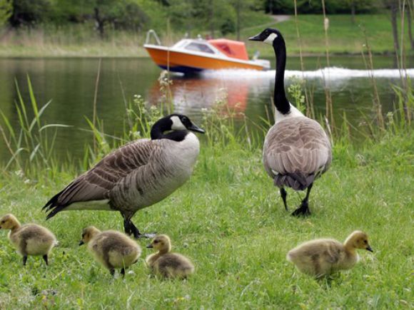 10 Mô Hình Chăn Nuôi Con Giống Độc Lạ, Hiệu Quả Kinh Tế Cao