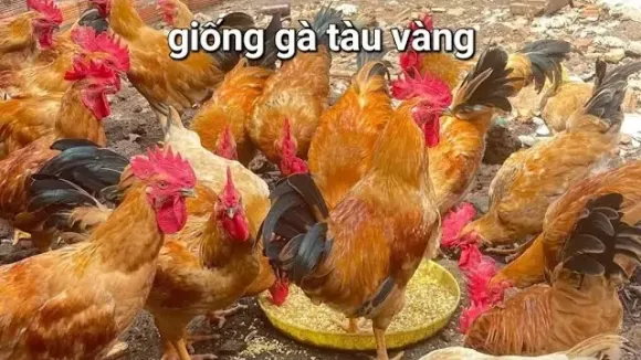 Chia sẻ kinh nghiệm