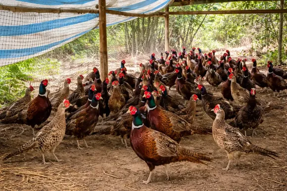 Chia sẻ kinh nghiệm