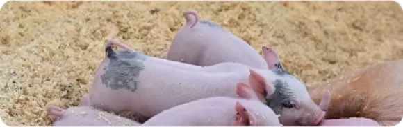 Kỹ thuật nuôi gà Kỳ Lân kiểng tại nhà – Dễ hay khó?