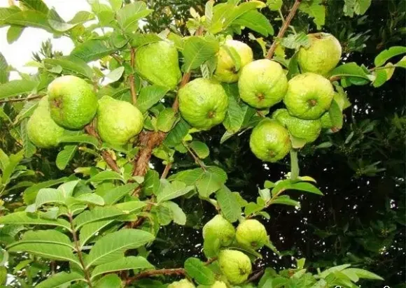 Phân dơi – Phân hữu cơ tốt cho cây trồng