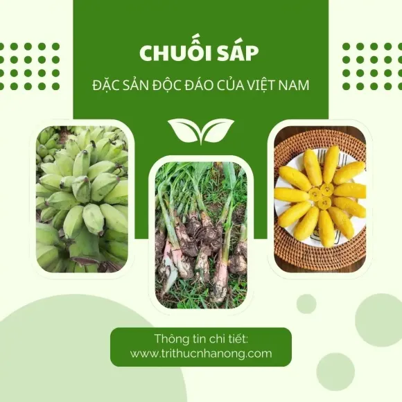 Bài viết nổi bật