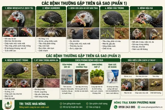 Kỹ thuật Chăn nuôi