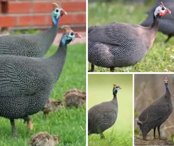 Kỹ thuật Chăn nuôi