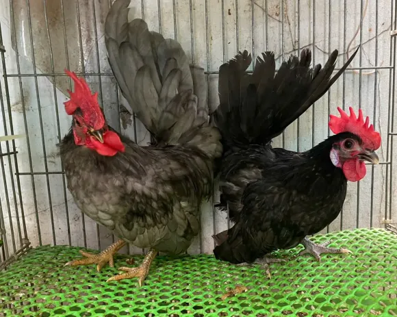 Bài viết nổi bật