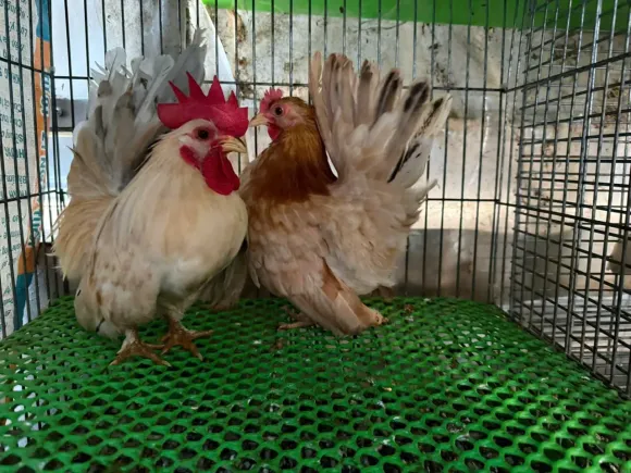 Lông ngỗng dùng để làm gì?