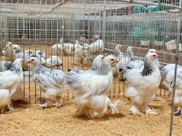 Kỹ thuật Chăn nuôi