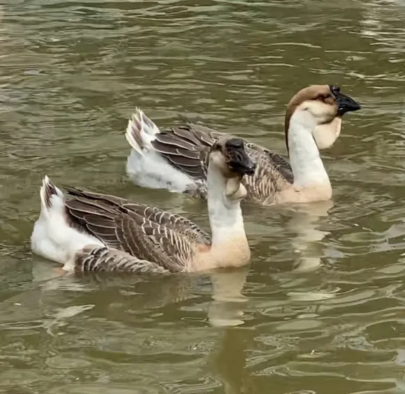 Kỹ thuật Chăn nuôi