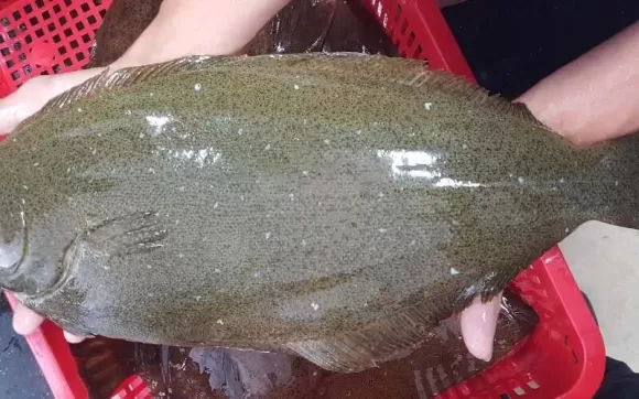 Quy trình vệ sinh sát trùng chuồng trại nuôi heo Quy trình vệ sinh sát trùng chuồng trại nuôi heo