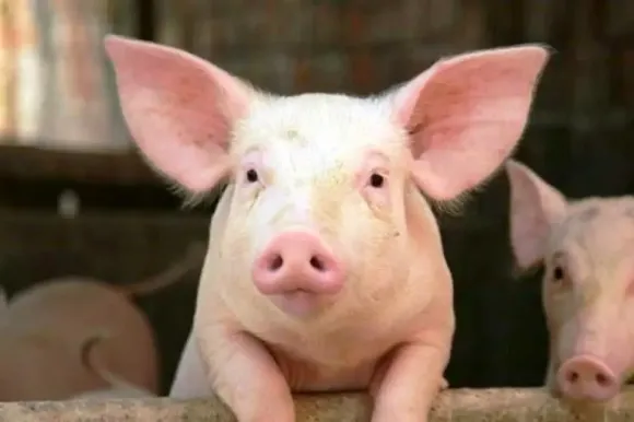 Lông ngỗng dùng để làm gì?