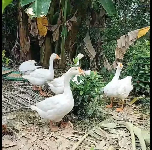 Kỹ thuật Chăn nuôi