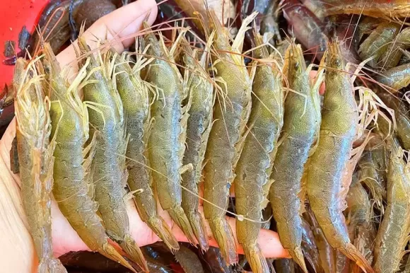 Lông ngỗng dùng để làm gì?