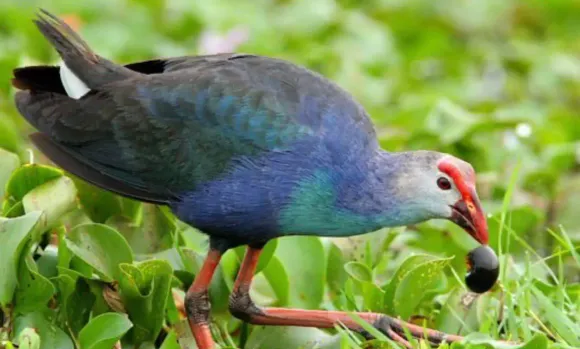 Kỹ thuật Chăn nuôi