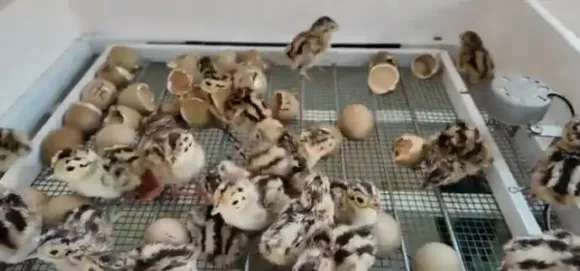 Bài viết nổi bật