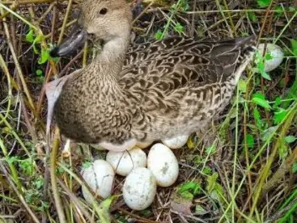 Kỹ thuật Chăn nuôi