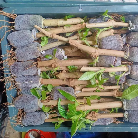 Phân dơi – Phân hữu cơ tốt cho cây trồng