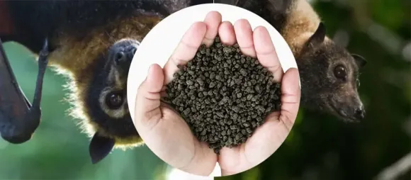 Kỹ thuật Trồng trọt