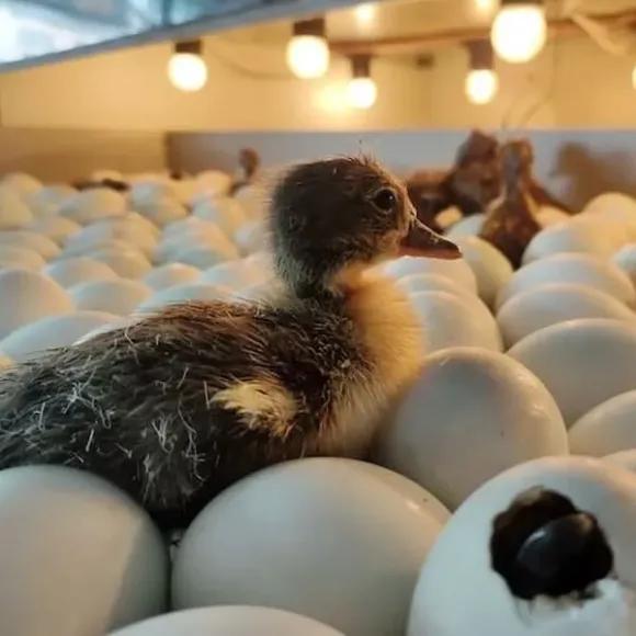 Kỹ thuật Chăn nuôi