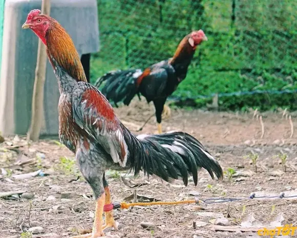 Chia sẻ kinh nghiệm
