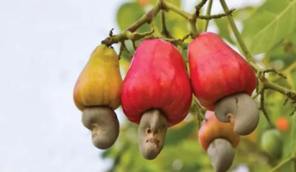 Bồ Câu Titan Thái và Titan Pháp Vì Sao Được Ưa Chuộng?