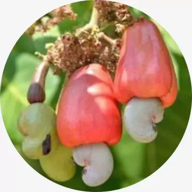 Cây Công nghiệp