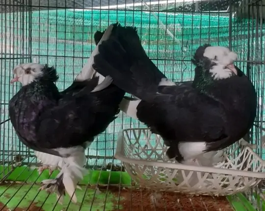 Mua Bồ C&acirc;u Kiểng Ở Đ&acirc;u Uy T&iacute;n