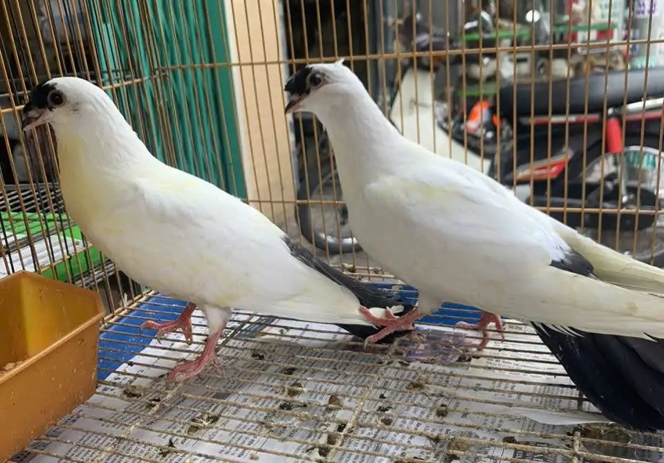Bồ câu Hỏa Tiễn