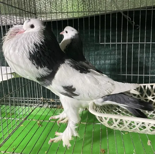 Mua Bồ C&acirc;u Kiểng Ở Đ&acirc;u Uy T&iacute;n