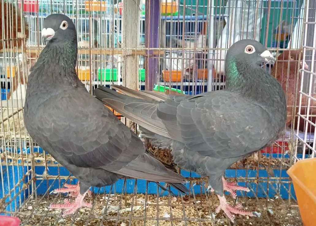 Bồ c&acirc;u thương phẩm