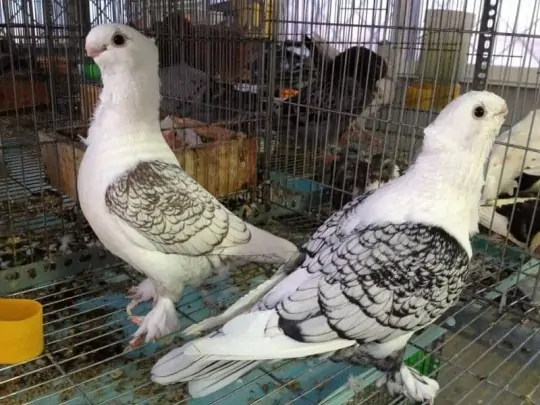 Mua Bồ C&acirc;u Kiểng Ở Đ&acirc;u Uy T&iacute;n