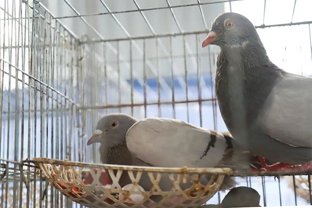Tốc độ sinh trưởng của cá bơn được cải thiện nhờ quá trình sinh sản chọn lọc
