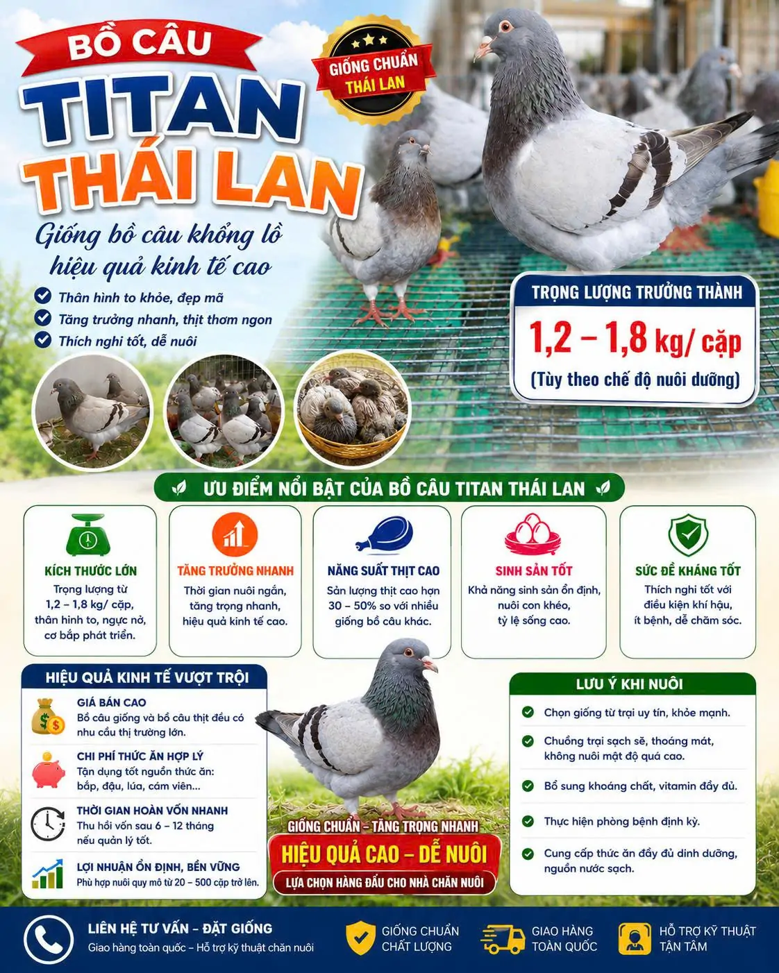 Kỹ thuật nuôi bồ câu Titan Thái
