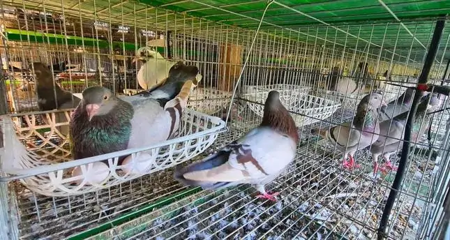 Thỏ kiểng chế độ ăn theo từng tháng tuổi